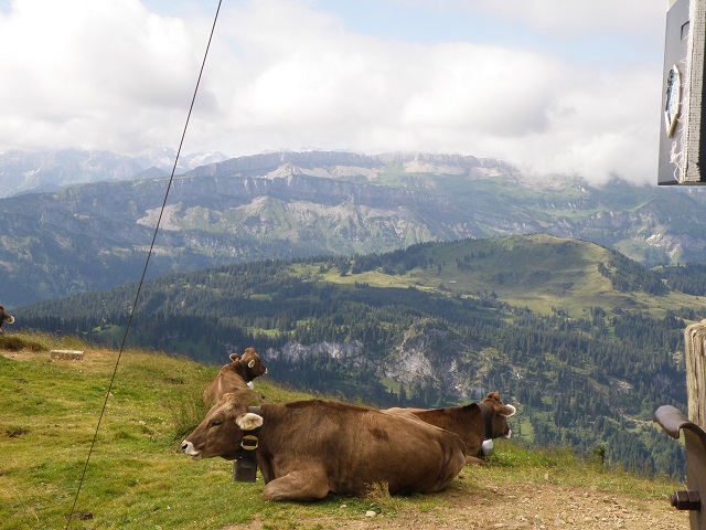 Riedbergerhorn