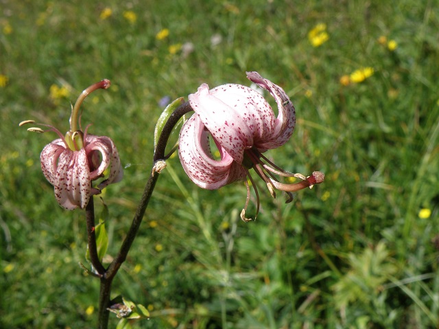 Flora auf dem Weg zum Siplinger Kopf