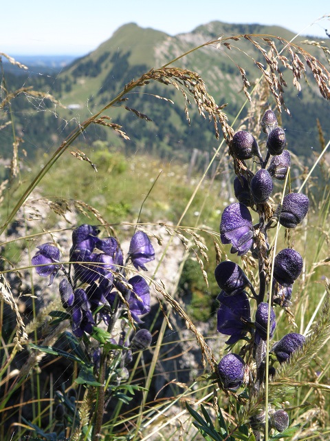 Siplinger Kopf Nagelfluhketten