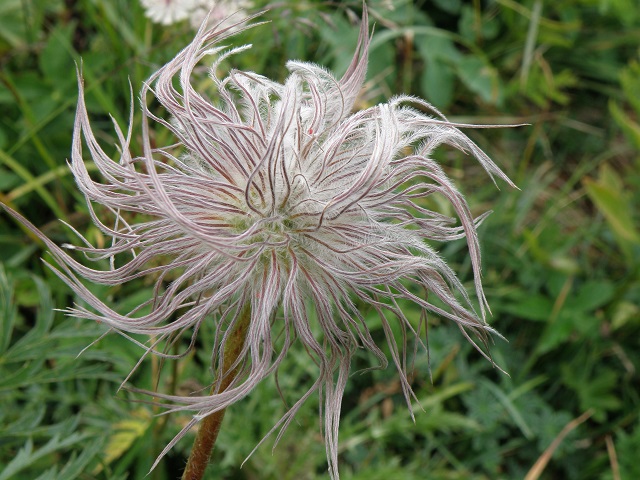 Flora beim Siplinger Kopf