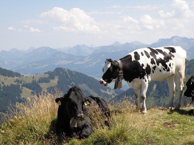 Riedbergerhorn