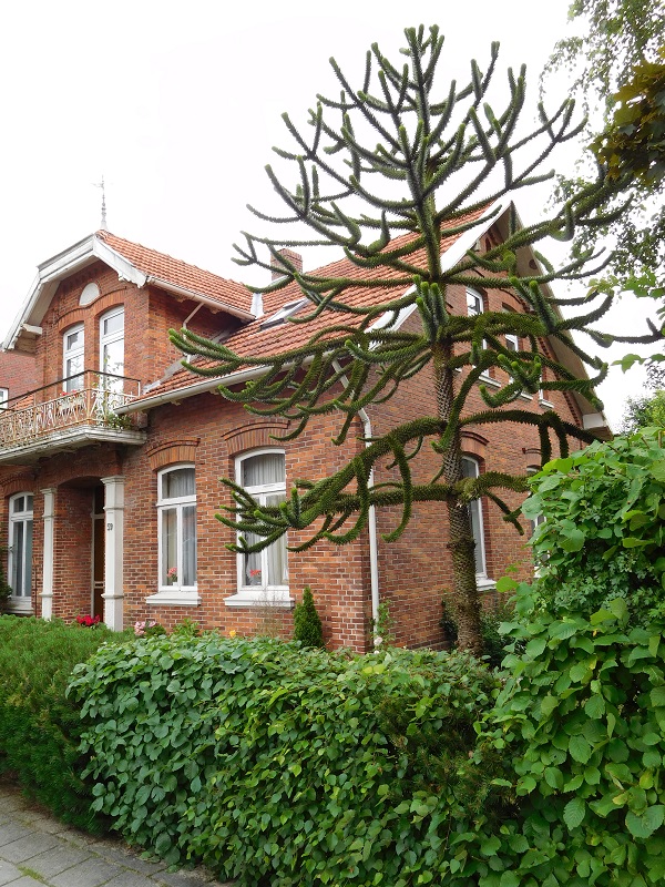 Esens Drachenbaum