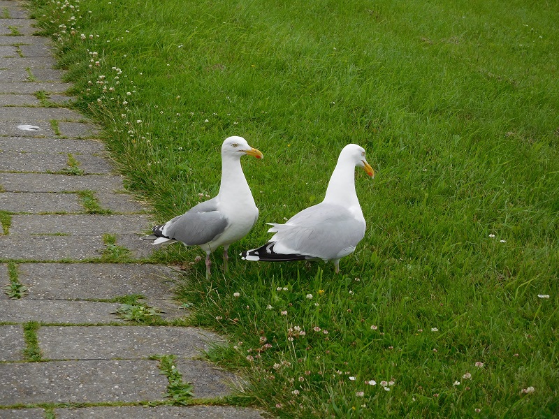 Familie Möwe