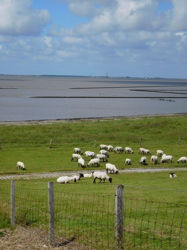 Schafe Meer Norderney