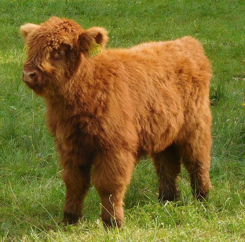 Schottisches Hochlandrind