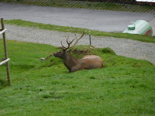 Hirsch