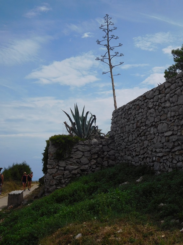 Agave