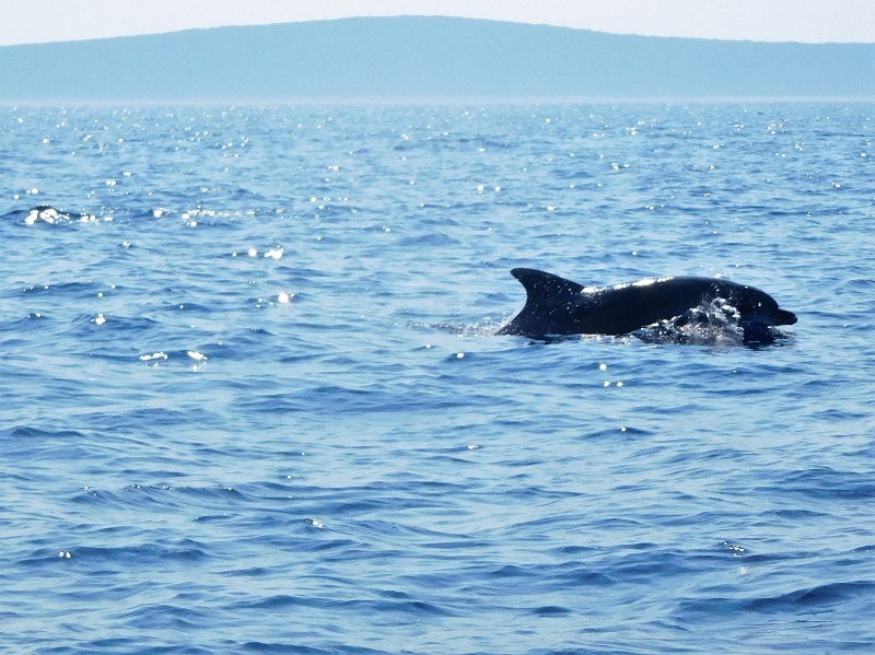 Delfin