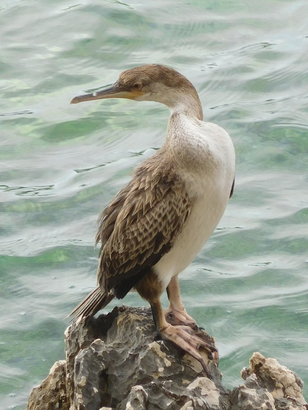 Kormoran