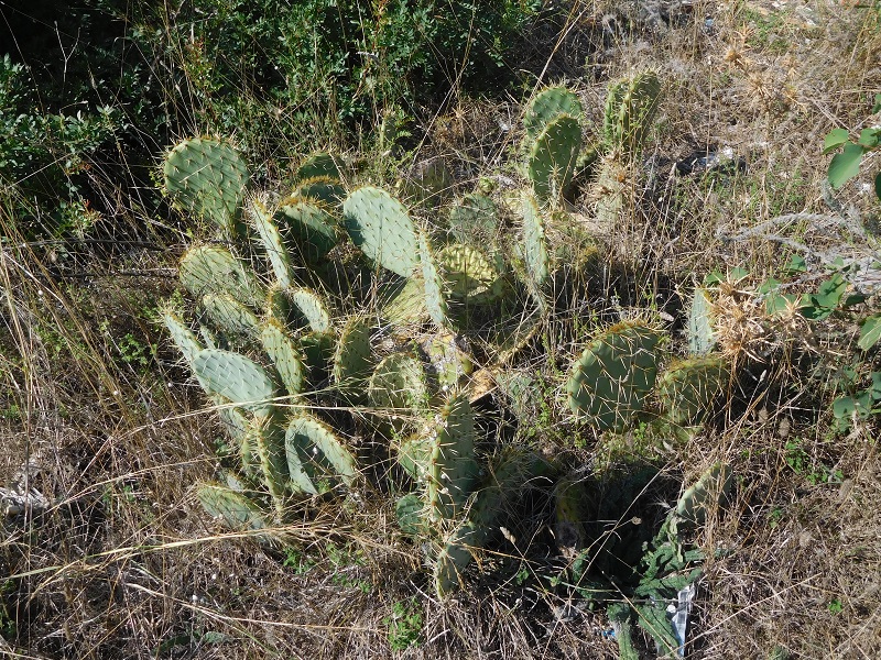 Kaktus