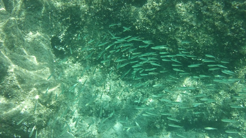 Fischschwarm