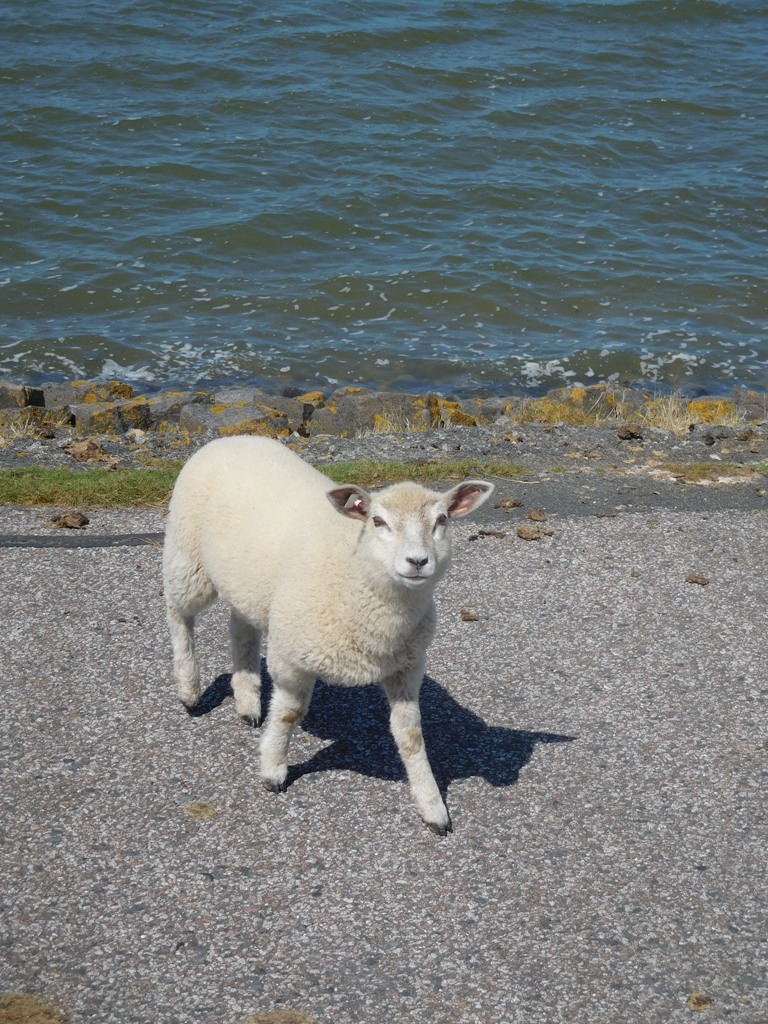 Schaf an der Nordsee