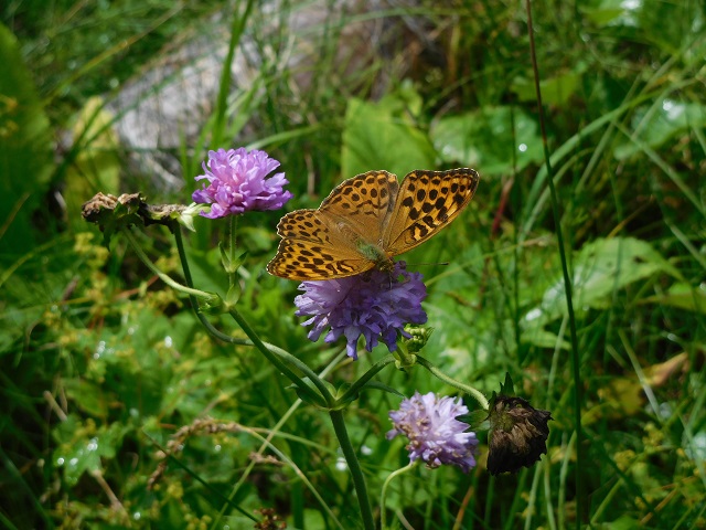 Schmetterling
