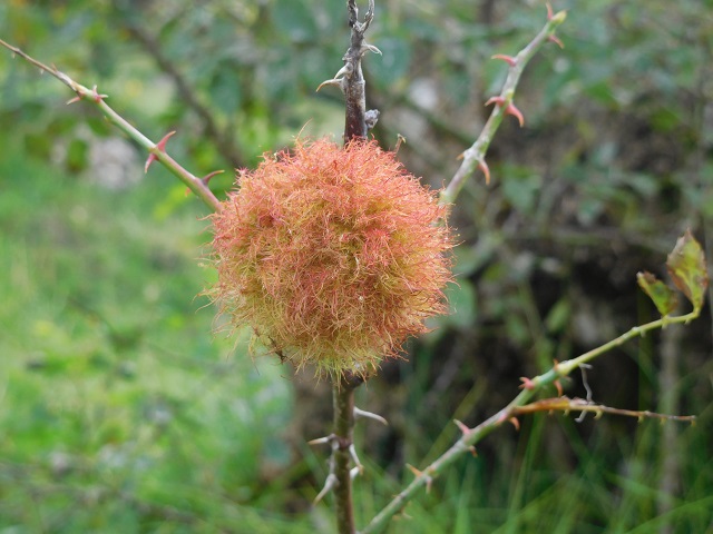 Nagelfluh-Flora