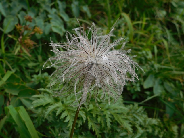 Nagelfluh-Flora Siplinger Kopf