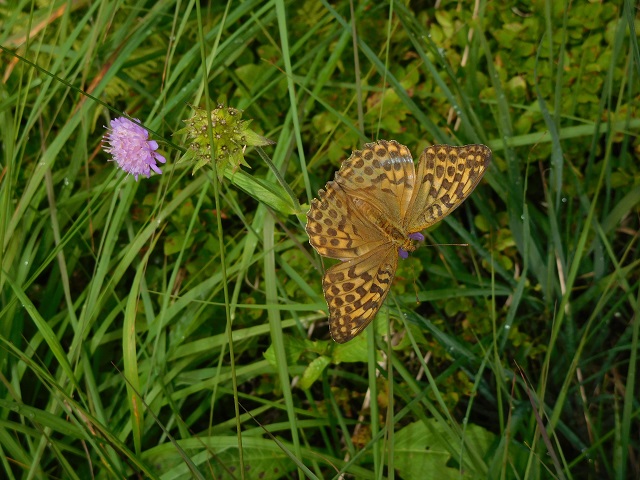 Schmetterling
