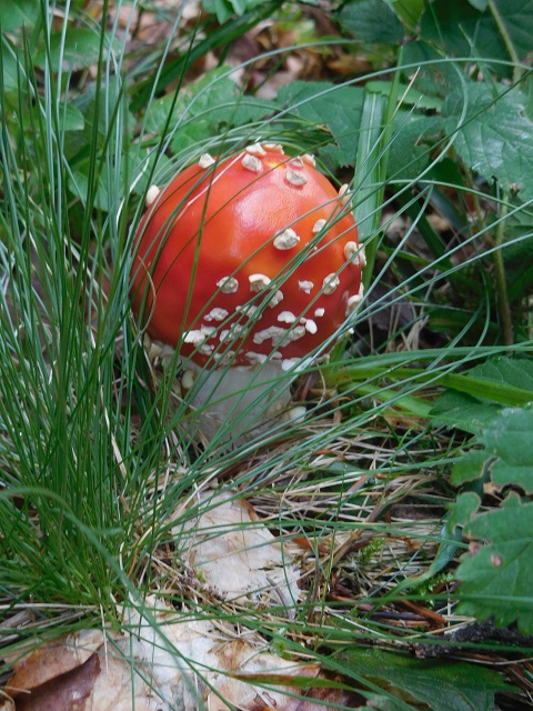Fliegenpilz