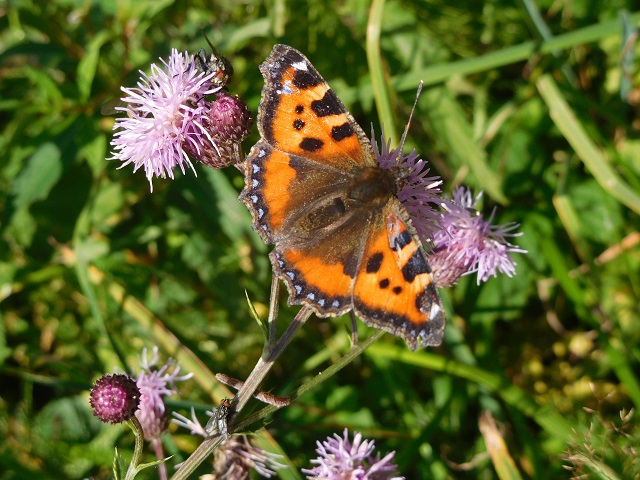 Schmetterling