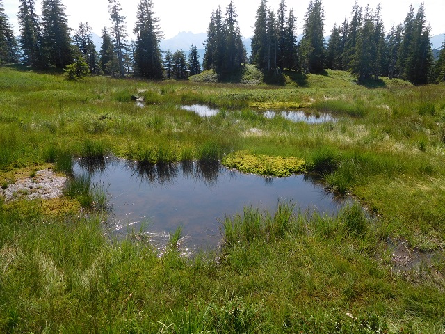Hochmoor