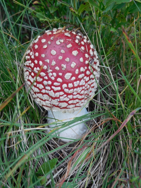 weiterer Fliegenpilz