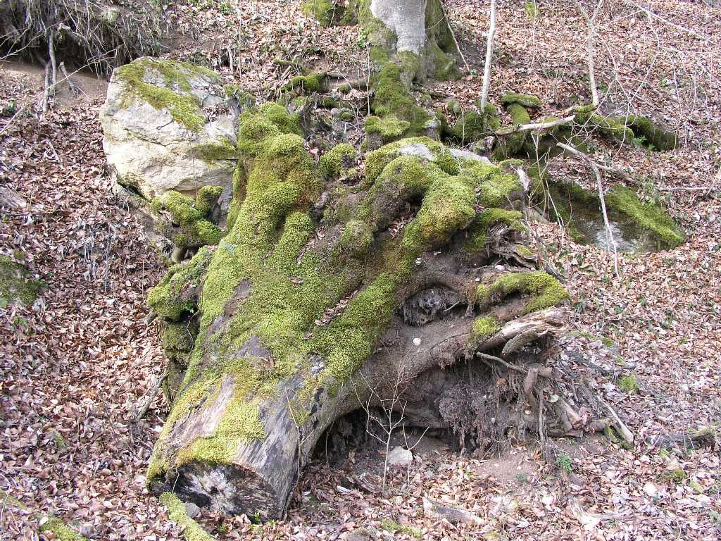 Baumreste