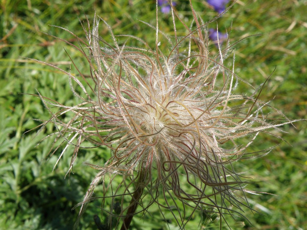 Flora Siplinger Kopf