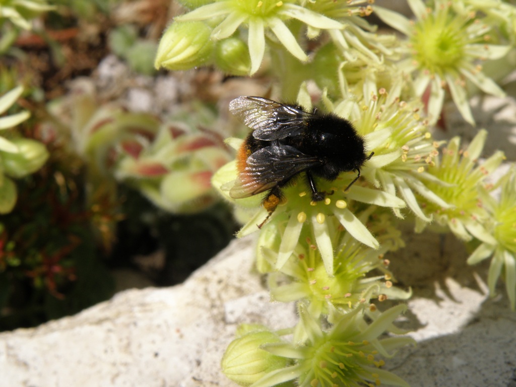 Hummel im Garten