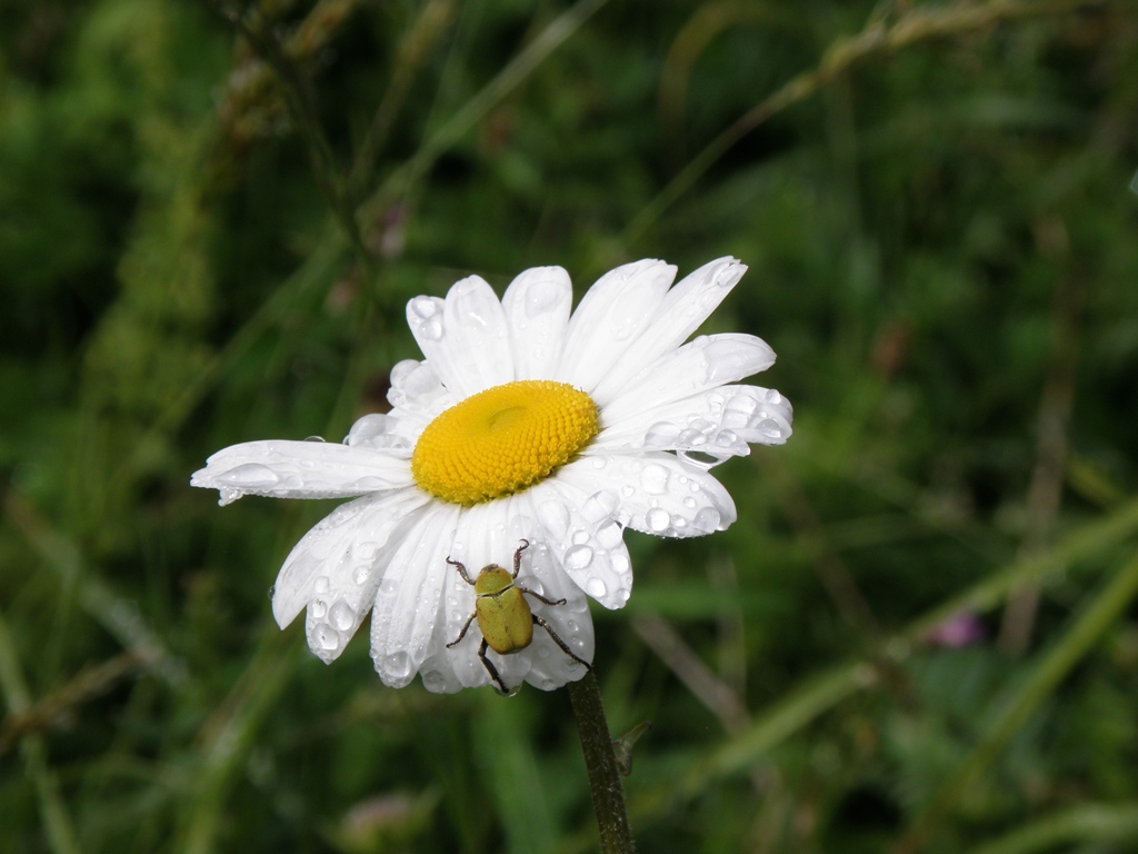 Blume mit Käfer