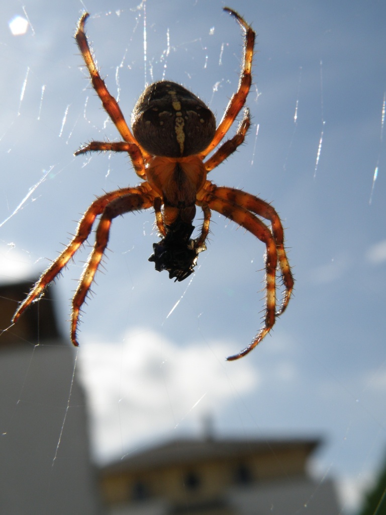 Kreuzspinne
