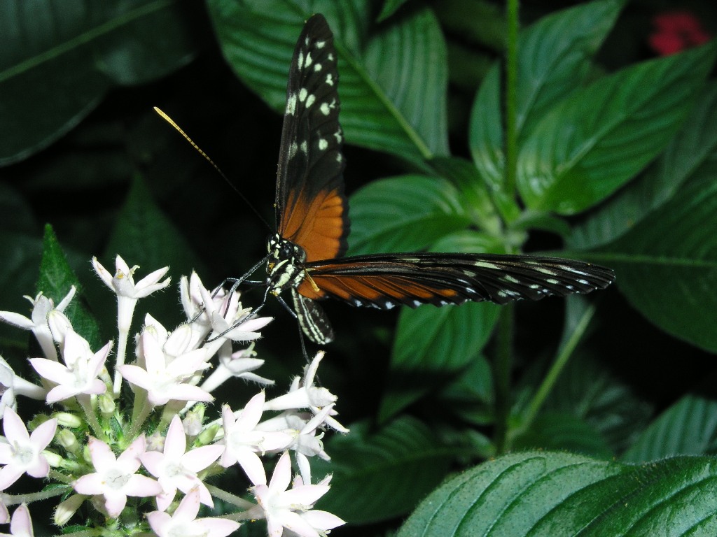 Schmetterling